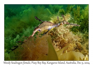 Weedy Seadragon female