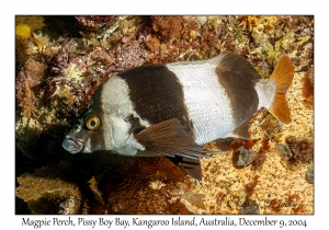 Magpie Perch