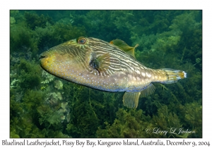 Bluelined Leatherjacket