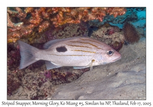 Striped Snapper
