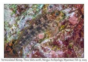 Vermiculated Blenny