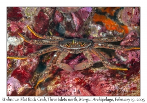 Unknown Flat Rock Crab