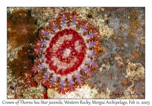 Crown-of-Thorns Sea Star juvenile