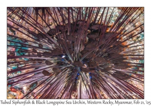 Tubed Siphonfish & Black Longspine Sea Urchin