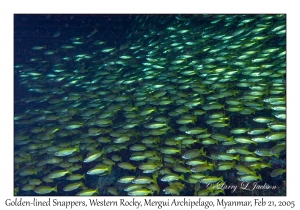 Golden-lined Snappers