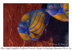 Blue-ringed Angelfish