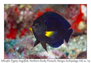 Yellowfin Pygmy Angelfish