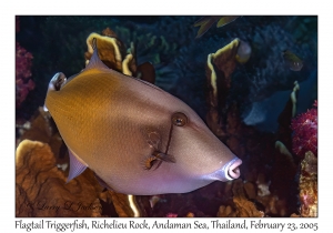 Flagtail Triggerfish