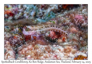 Spottedback Coralblenny
