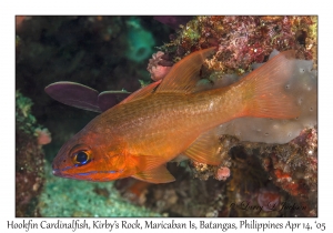 Hookfin Cardinalfish