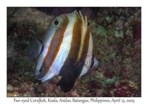 Two-eyed Coralfish