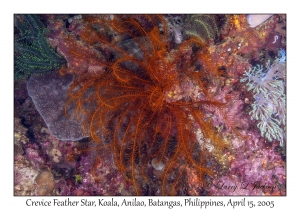 Crevice Feather Star