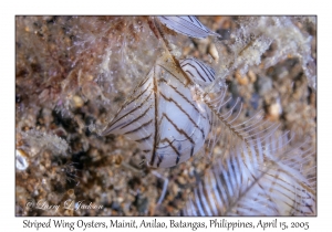 Striped Wing Oysters
