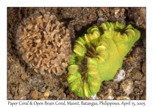 Paper Coral & Open Brain Coral