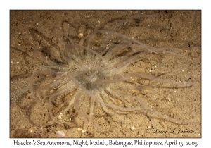 Haeckel's Sea Anemone