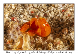 Giant Frogfish juvenile