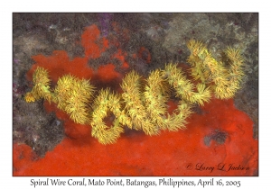 Spiral Wire Coral