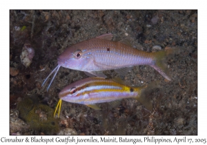 Cinnabar & Blackspot Goatfish juveniles