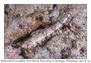 Redmarbled Lizardfish