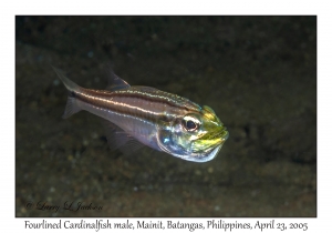 Fourlined Cardinalfish