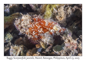Raggy Scorpionfish juvenile