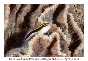 Lined Coralblenny