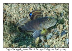Flagfin Shrimpgoby female