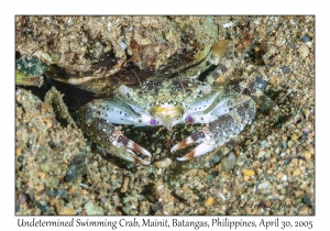 Undetermined Swimming Crab