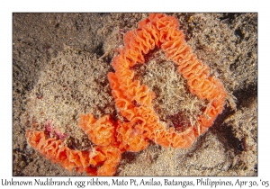 Unknown Nudibranch egg ribbon