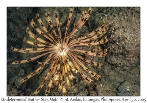 Undetermined Feather Star