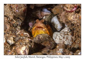 Solor Jawfish