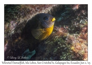 Yellowtail Damselfish
