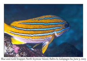 Blue-and-Gold Snapper