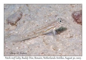 Patch-reef Goby