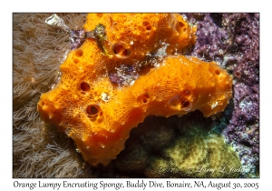 Orange Lumpy Encrusting Sponge