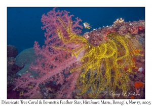 Divaricate Tree Coral & Bennett's Feather Star