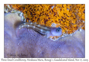 Three-lined Coralblenny