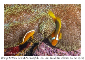 Orange & White-bonnet Anemonefish