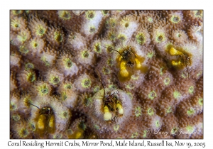 Coral Residing Hermit Crabs