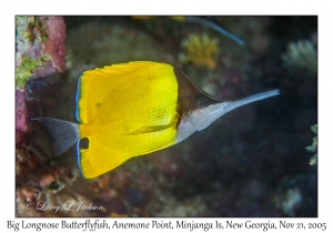 Big-longnose Butterflyfish