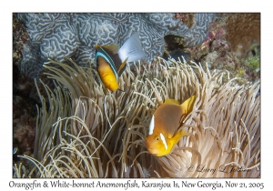 Orangefin & White-bonnet Anemonefish