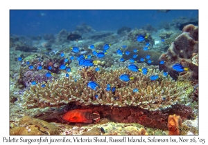 Palette Surgeonfish juveniles