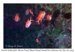 Scarlet Soldierfish
