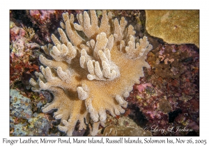 Finger Leather Coral