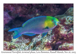 Greensnout Parrotfish