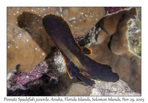 Pinnate Spadefish juvenile
