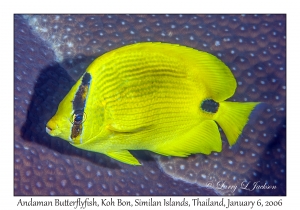 Andaman Butterflyfish