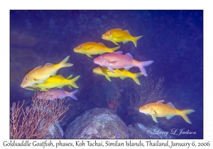Goldsaddle Goatfish phases