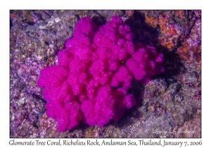 Glomerate Tree Coral