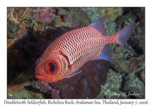Doubletooth Soldierfish